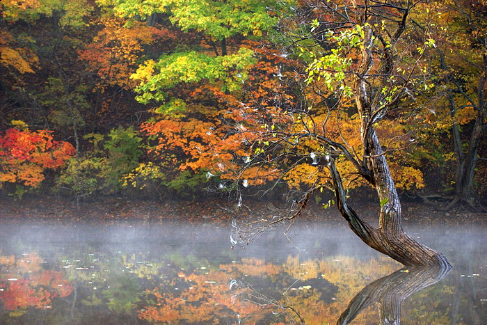 [키노]주산지의 가을빛 풍경.jpg